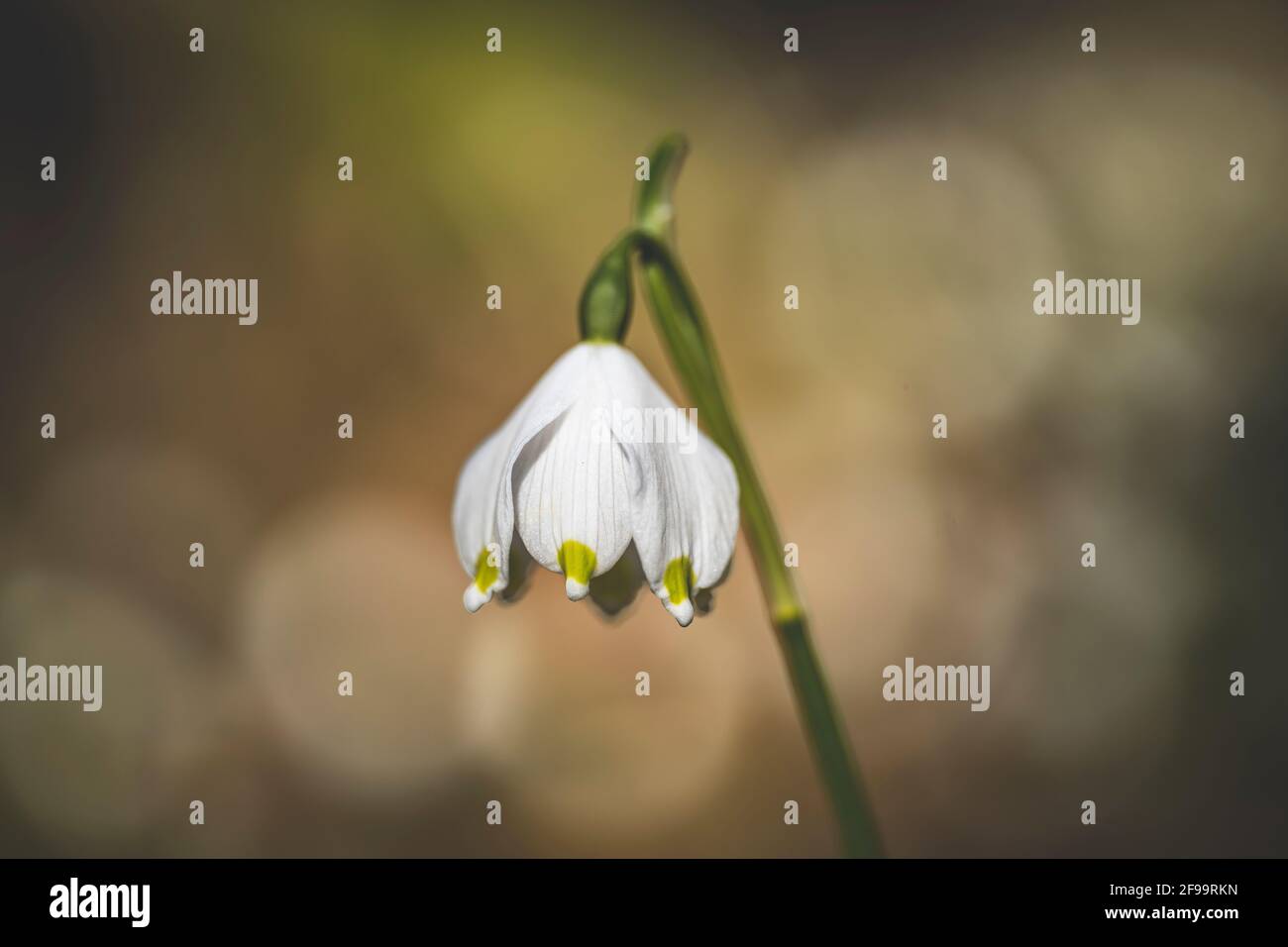 Märzenbecher, fiore di nodo primaverile, Leucojum vernum, foresta, natura, Swabian Alb, Baden-Wuerttemberg, Germania, Europa Foto Stock