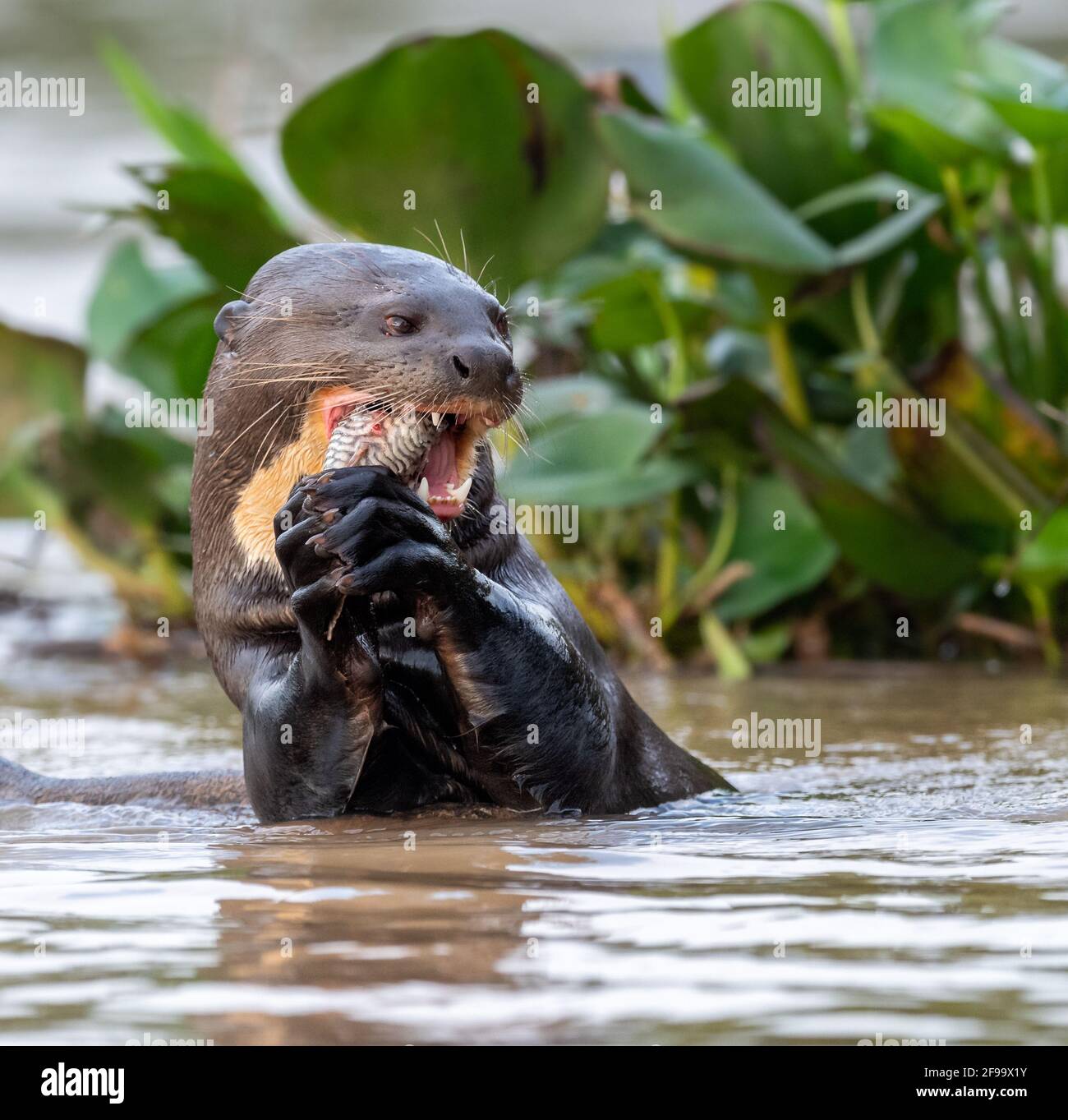 Gigante Otter in Brasile, Pantanal mangiare un pesce Foto Stock