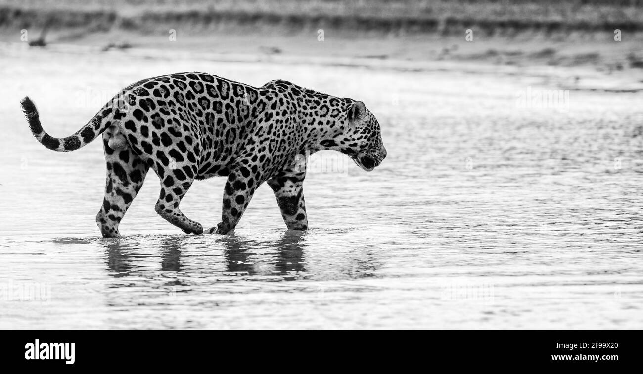 Giaguaro che cammina nel fiume Foto Stock