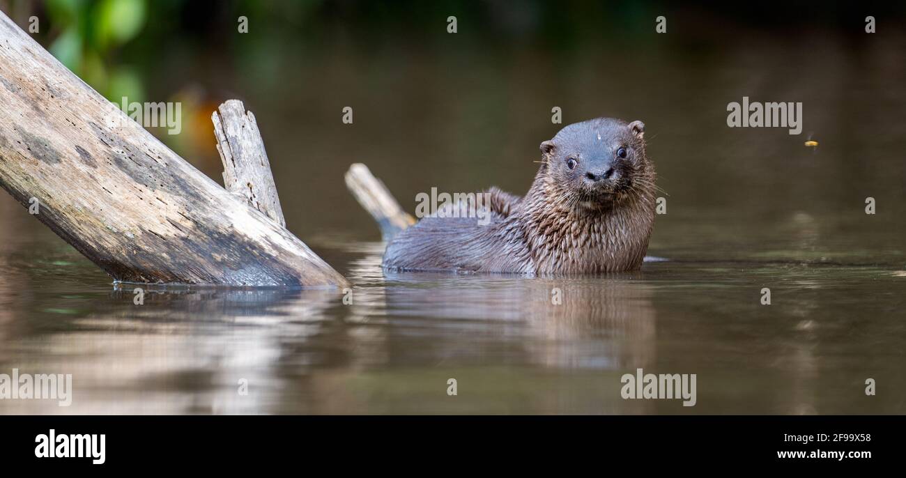 Gigante Otter in Brasile, Pantanal guardando al fotografo Foto Stock