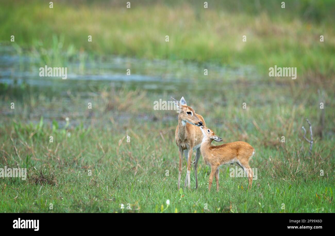 Marsh cervo madre con carino vitello in Brasile, Pantanal Foto Stock