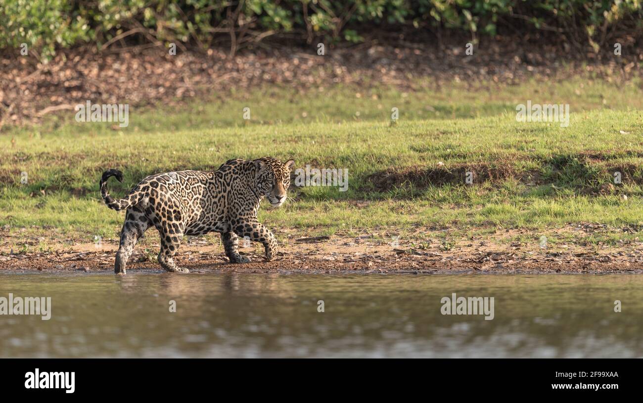 Giaguaro a piedi lungo la riva del fiume Foto Stock