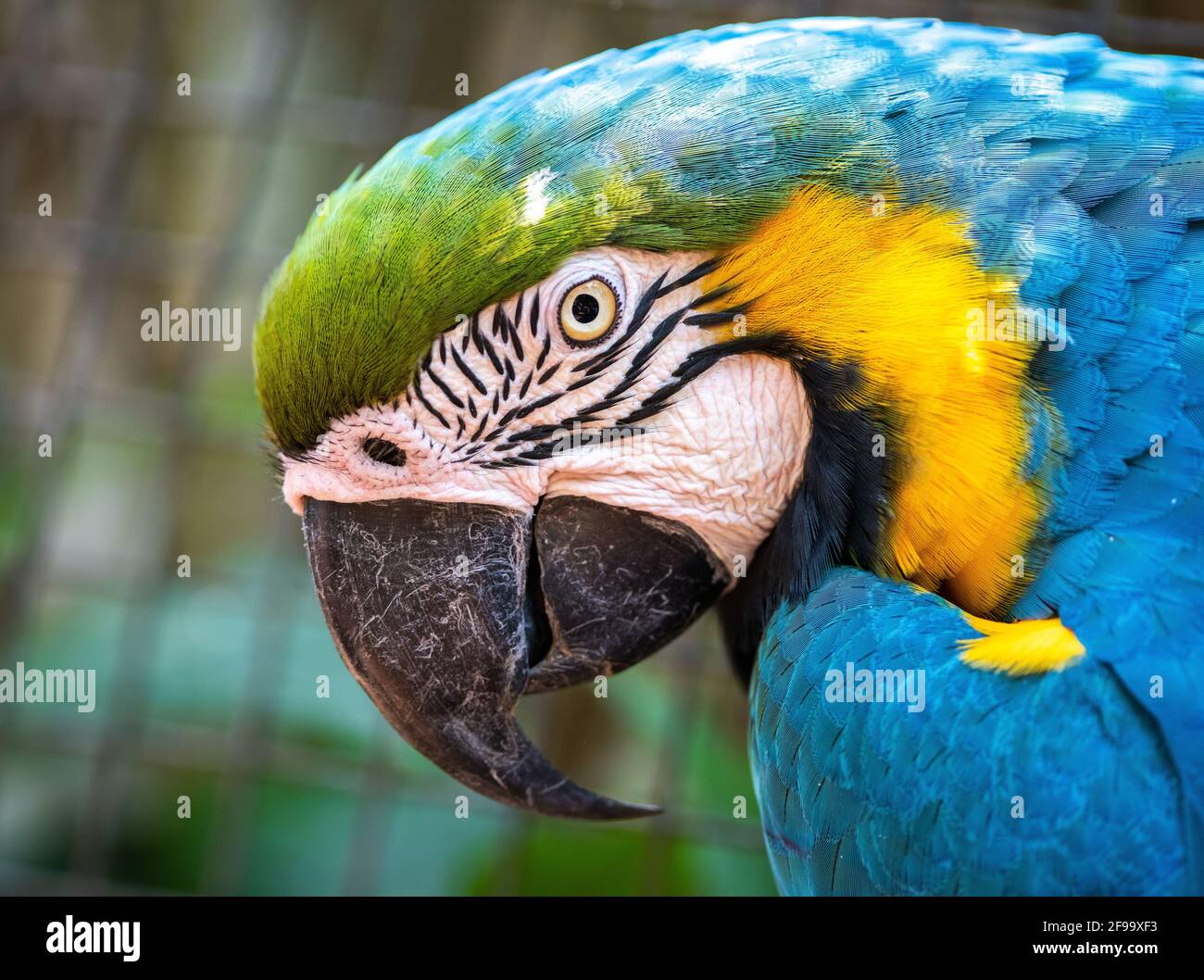 Testa di macaw blu e giallo - primo piano Foto Stock