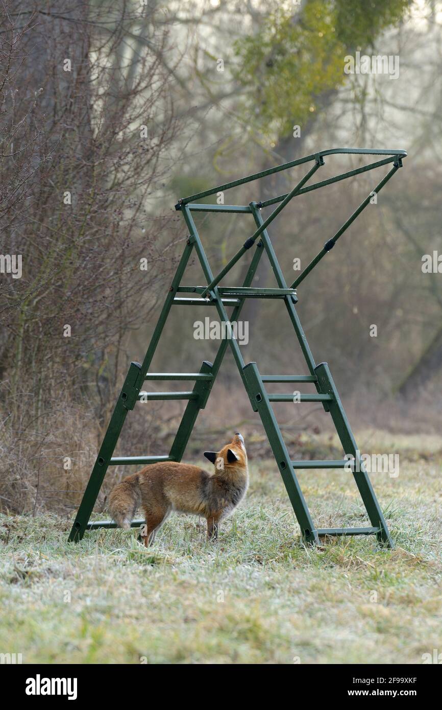 Fox (Vulpes vulpes) sotto un sedile alto, febbraio, Assia, Germania Foto Stock