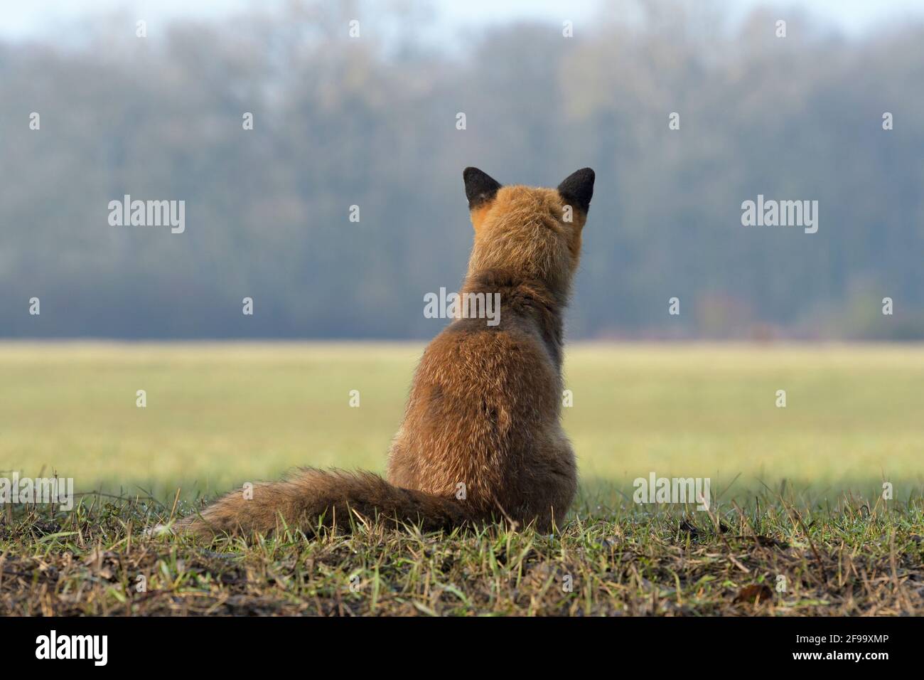 Fox (Vulpes vulpes) seduta in un prato, febbraio, Assia, Germania Foto Stock
