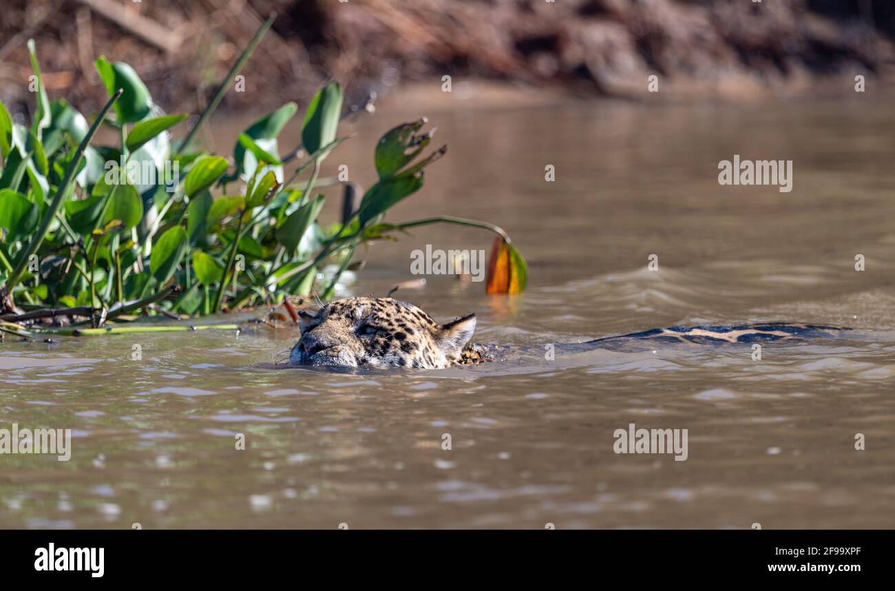 Jaguar nuotare nel fiume Foto Stock
