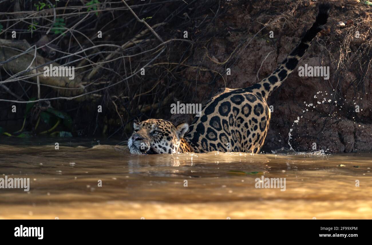 Jaguar nuotare nel fiume Foto Stock