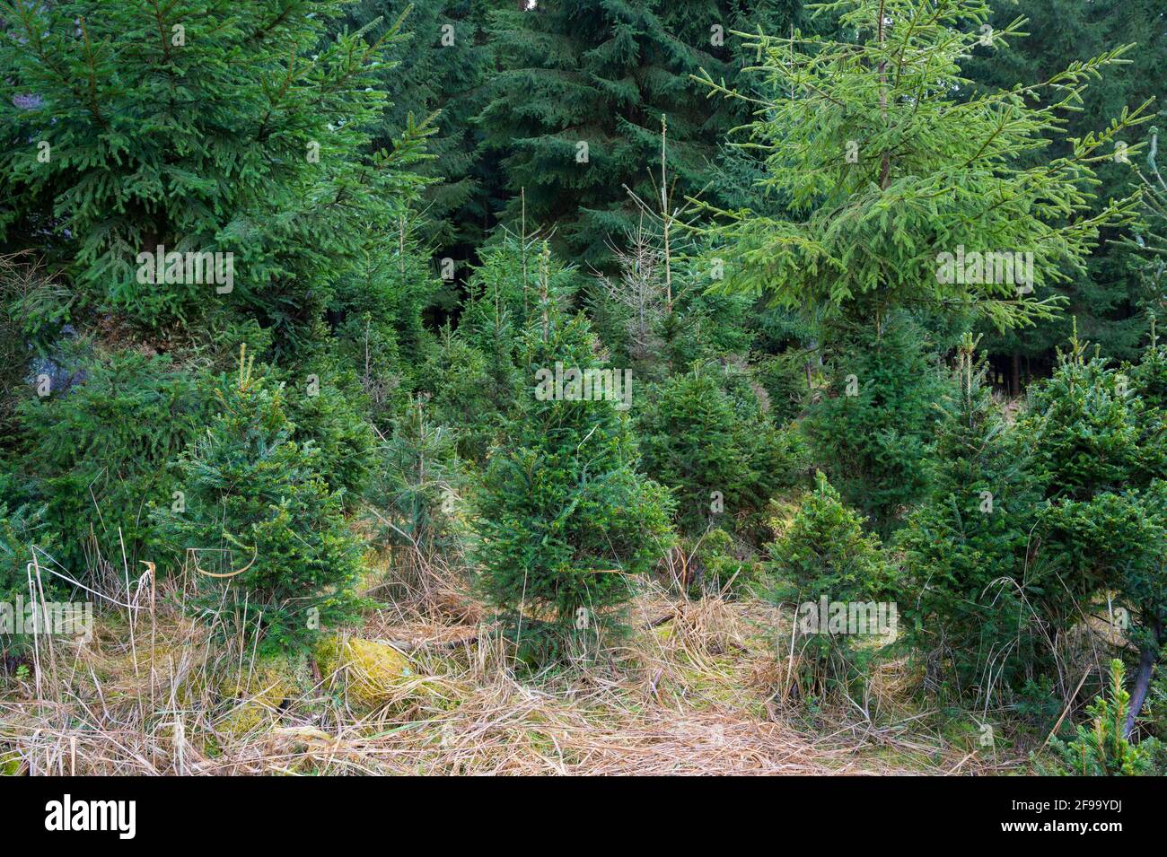 Game browsing giovani alberi di abete rosso da cervi rossi, febbraio, Spessart, Assia, Germania Foto Stock