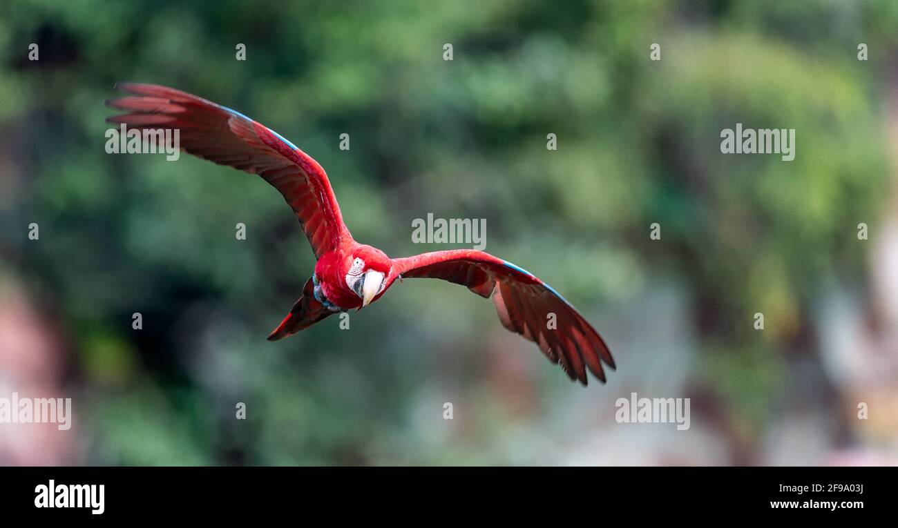 Volare macaws rosso e verde in Sud Pantanal/Brasile. Macaw vola verso il fotografo. Foto quasi full frame Foto Stock