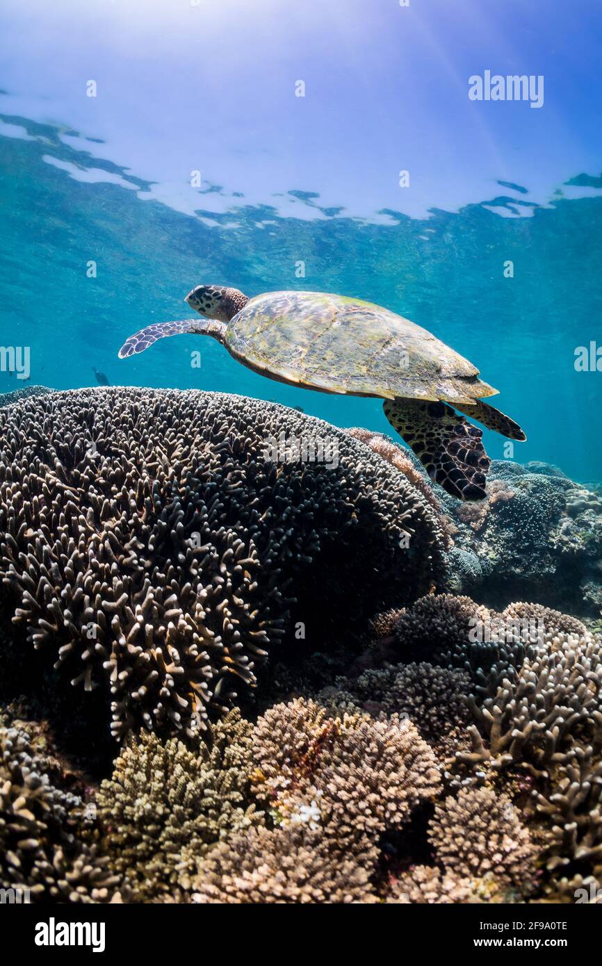 Una tartaruga Hawksbill scivola su una barriera corallina a Wasini, Kenya. Foto Stock