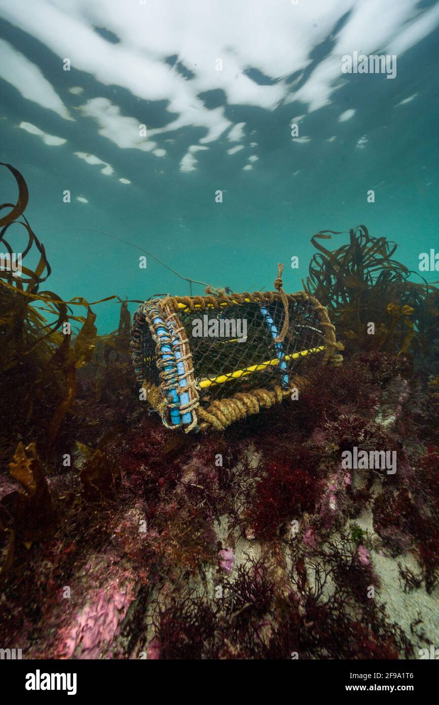 Una pentola di aragosta si trova sul pavimento della barriera corallina a Wembury, Plymouth Foto Stock