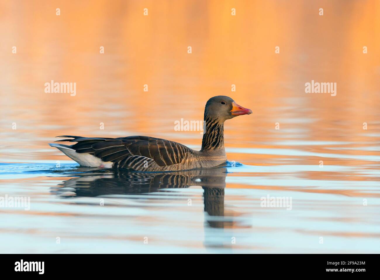 Gylag oca (Anser anser) al mattino la luce nuota in uno stagno, primavera, Assia, Germania Foto Stock