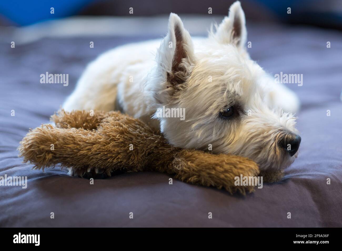 Triste West Highland bianco terrier cane coccolare teddy orso giocattolo guardando lateralmente - profondità di campo poco profonda Foto Stock