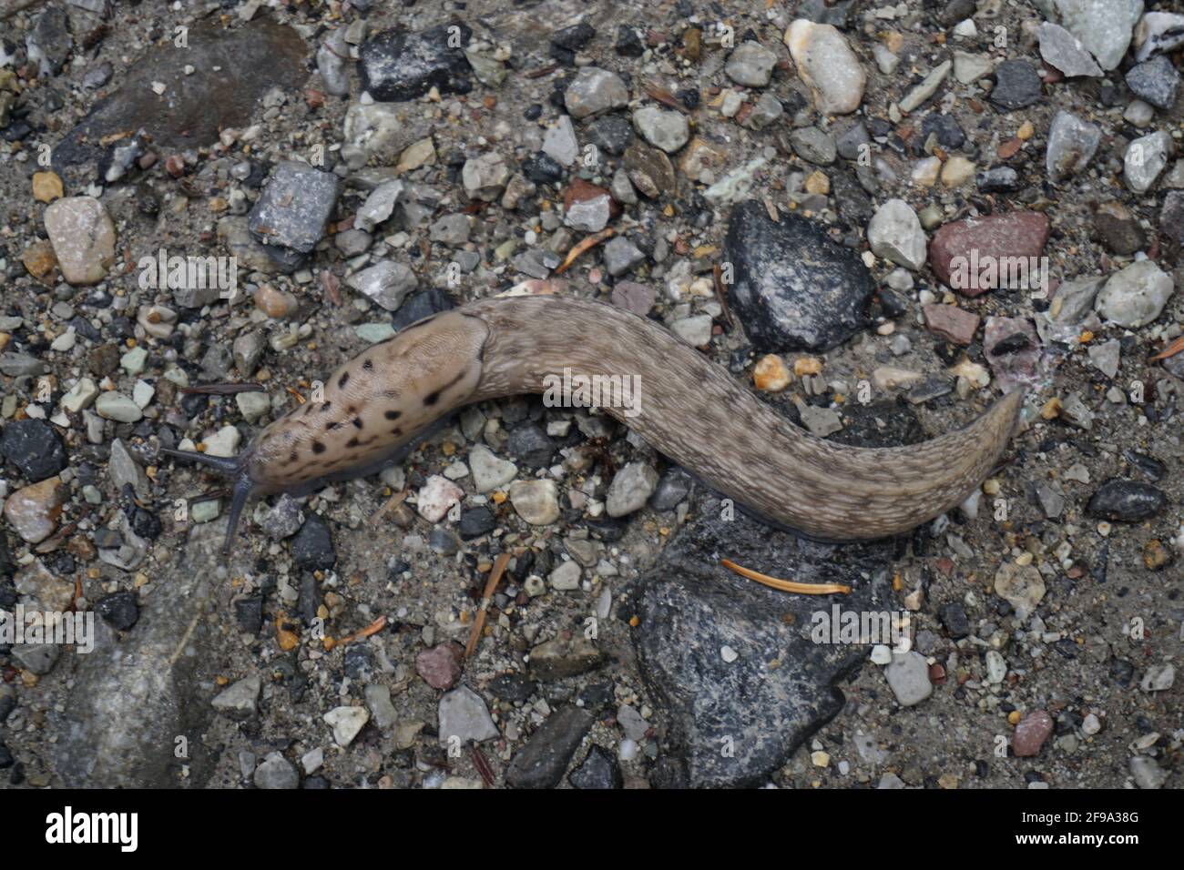 closeup di uno slug marrone camuffato come un ramo di albero scivolando a terra Foto Stock