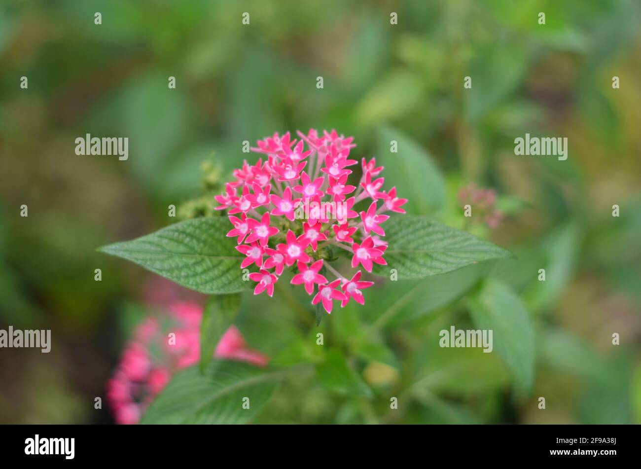 I fiori di Pentas Lanceolata stanno fiorendo. Foto Stock