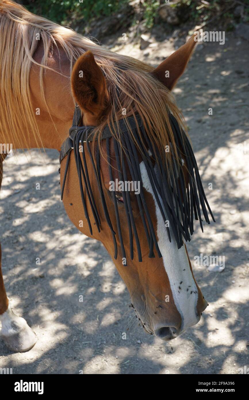 closeup del headdress funky con le frange che proteggono il viso del cavallo da mosche Foto Stock