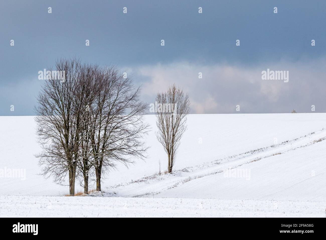 Landschaft im Harz einzeln sthende Bäume Foto Stock