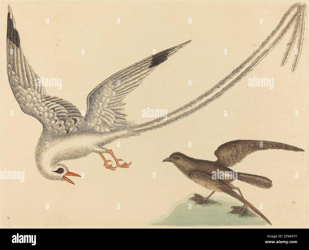 L'uccello del riso (Emberiza oryzivora), pubblicato il 1731-1743. Foto Stock