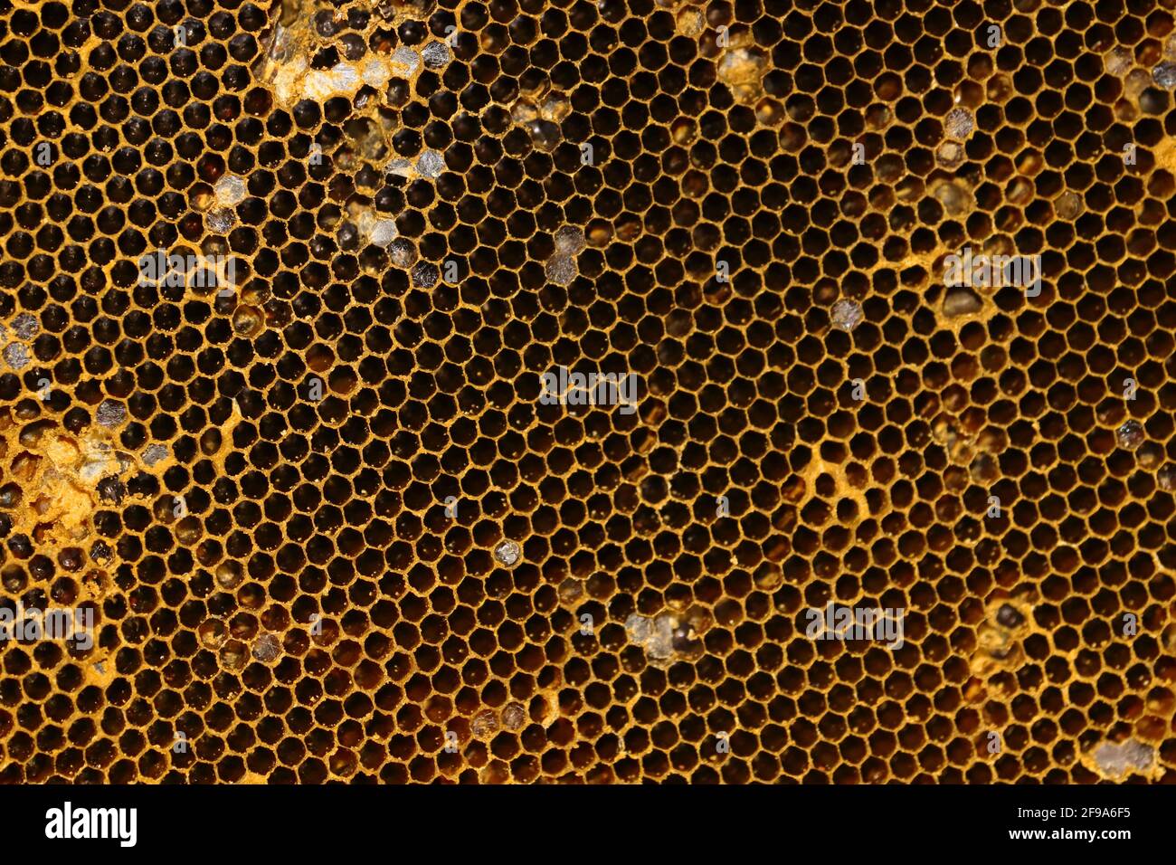 Fuoco selettivo di alveari vuoti delle api e di fondo delle colonie di api Foto Stock