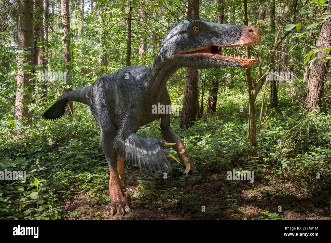 Dinosauro Utahraptor (simile al Velociraptor) come modello in Dinopark Münchehagen vicino Hannover. Era lungo circa 7 m, pesava 500 kg e visse circa 130 milioni di anni fa (Cretaceo) in Nord America. Molto probabilmente aveva un piumaggio. La lunga falce sul piede posteriore è tipica dei dinosauri predatori come l'Utahraptor. Foto Stock