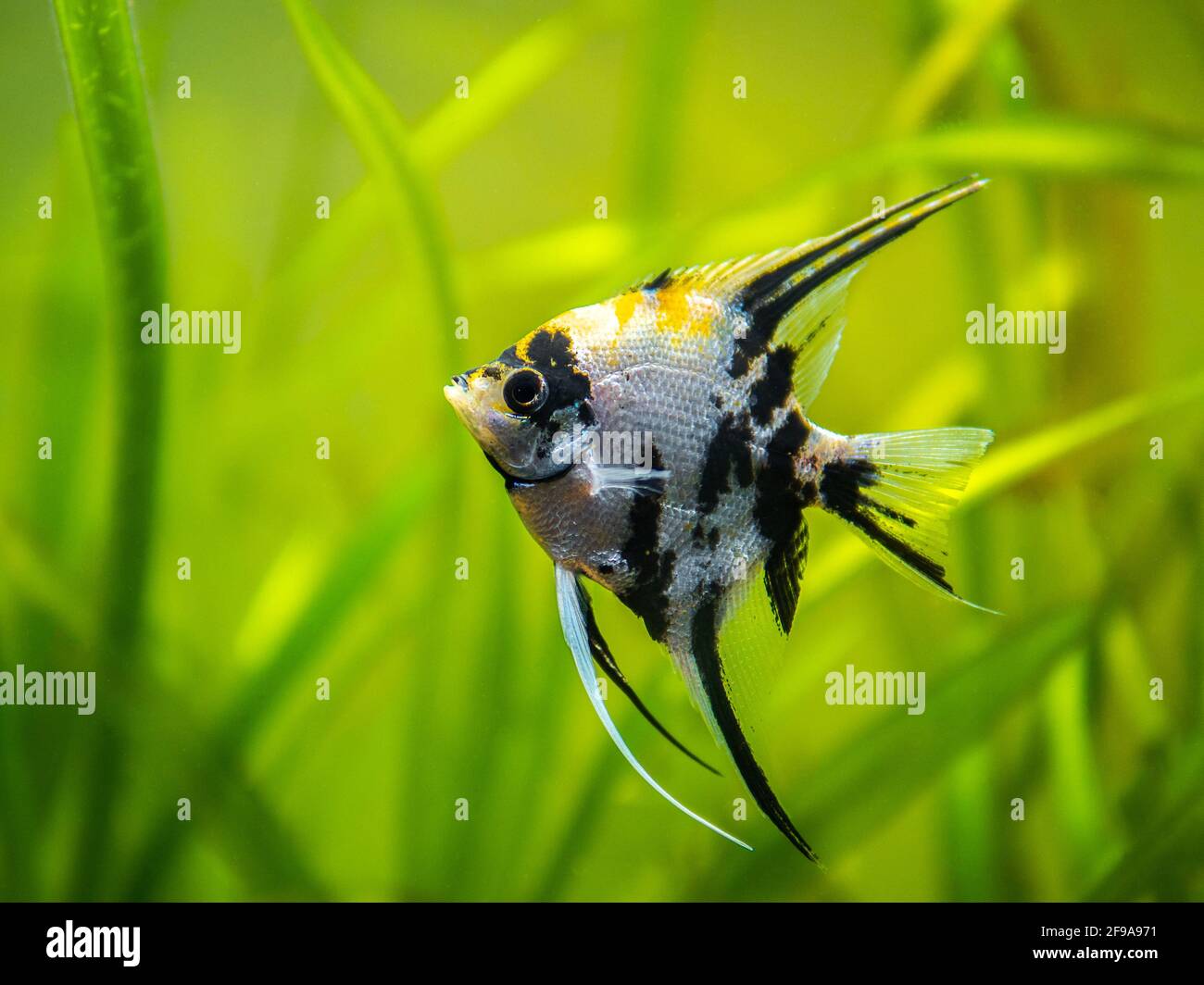 Angelfish di marmo (pterophyllum scalare) nuoto in pesci serbatoio con sfondo sfocato Foto Stock