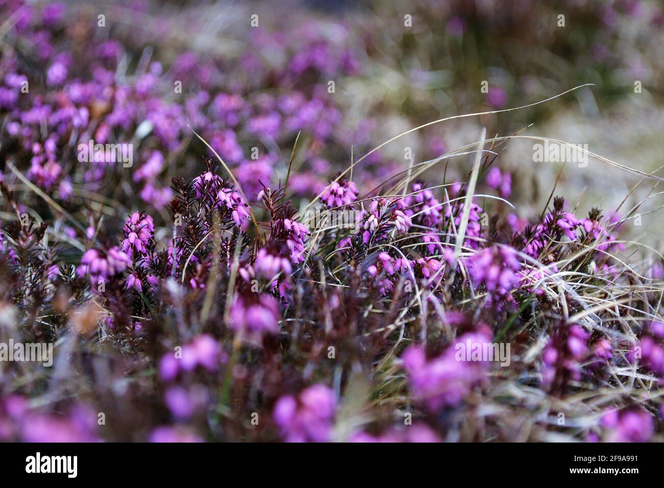 Heather, Erika nella zona escursionistica di Mittenwald, Europa, Germania, Baviera, alta Baviera, Werdenfelser terra, viola, pianta, primo piano Foto Stock