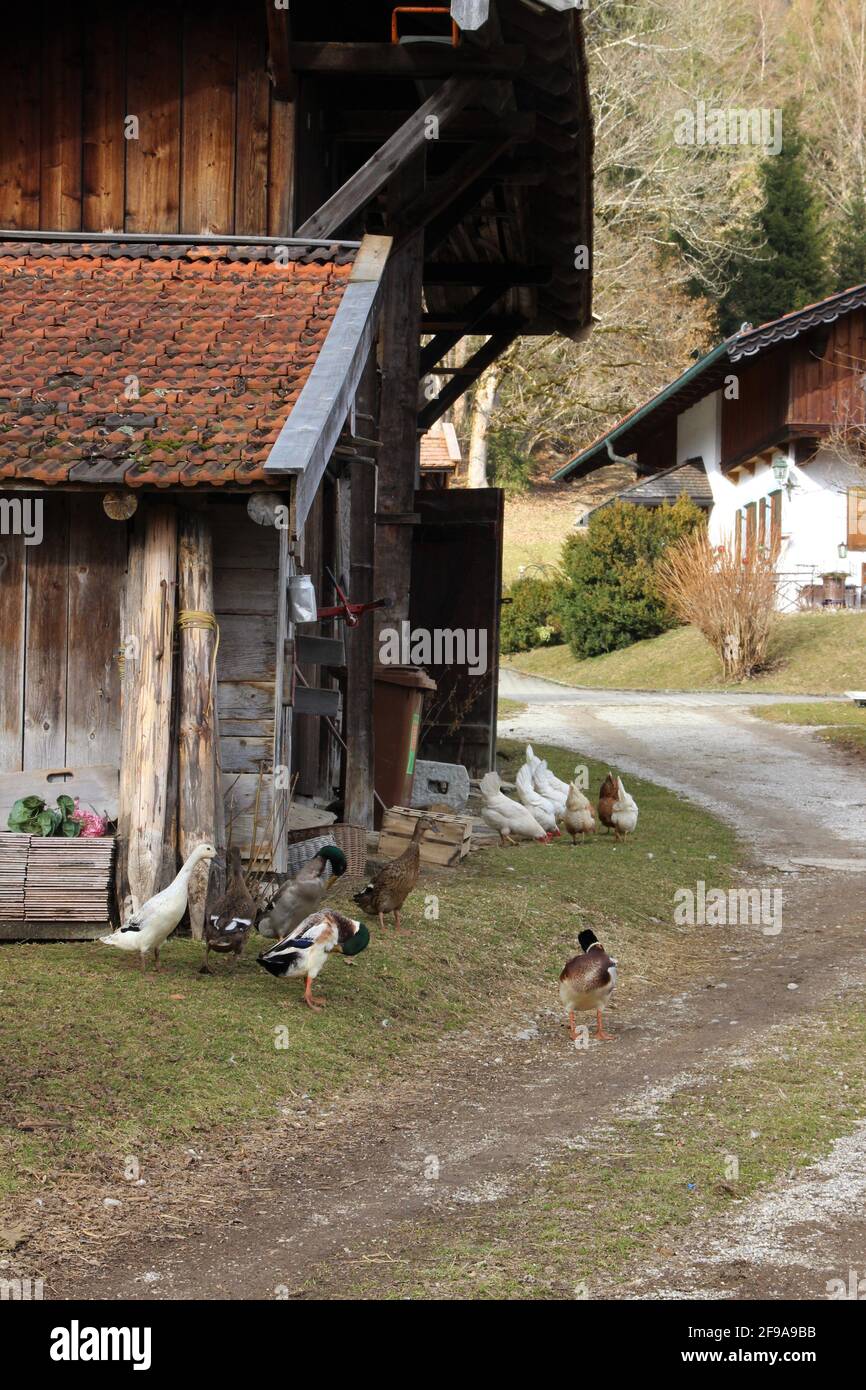 Escursione nei pressi di Kaltenbrunn, Schlatan, polli e ingressi fare una passeggiata di primavera all'aperto, la primavera lentamente si insinua nella valle, atmosferica, Europa, Germania, Baviera, Alta Baviera, Garmisch-Partenkirchen, Foto Stock