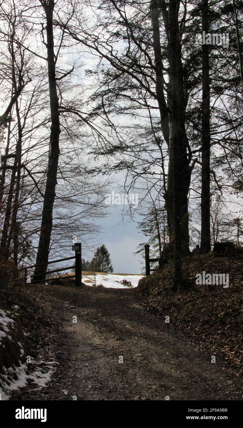 Escursione nei pressi di Kaltenbrunn, Schlatan, la primavera lentamente si insinua nella valle, il sentiero forestale termina in una zona aperta, orizzonte, atmosferica, Europa, Germania, Baviera, alta Baviera, distretto di Garmisch-Partenkirchen, Foto Stock
