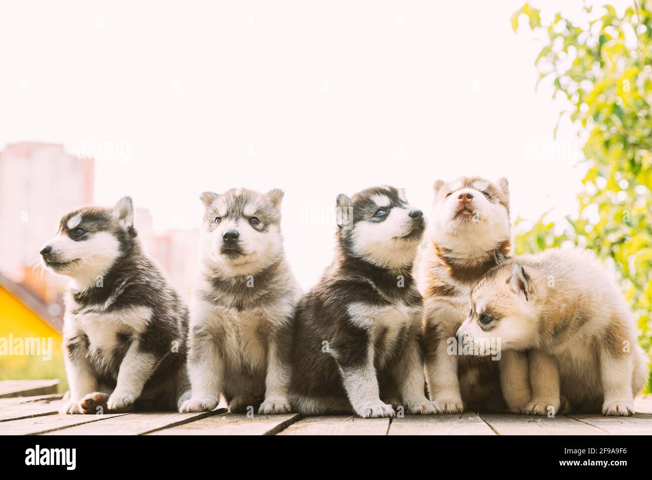 Cinque cuccioli Husky di quattro settimane di colore bianco-grigio-nero-marrone in legno Smerigliare insieme Foto Stock