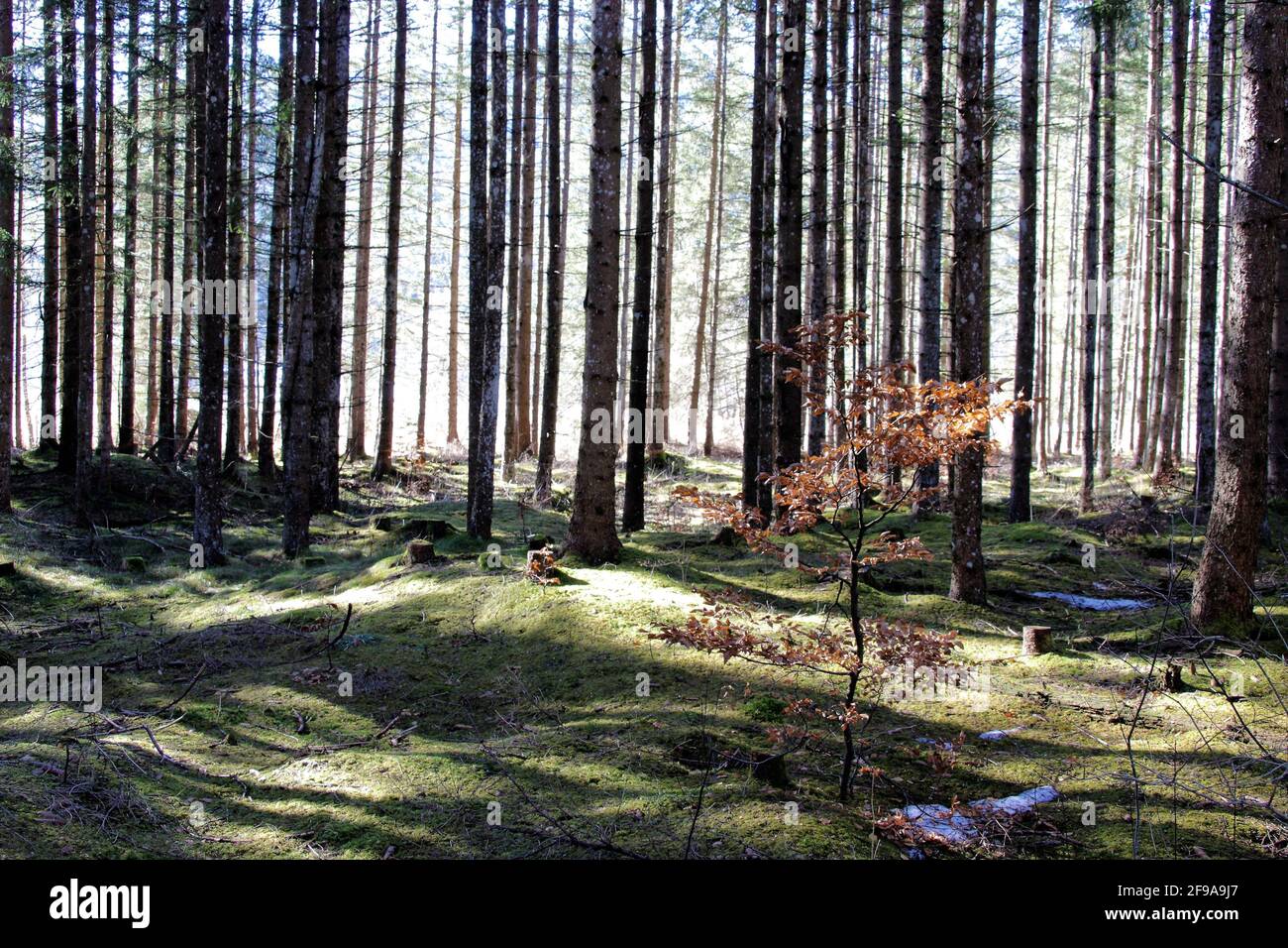 Escursione invernale nei pressi di Krün, foresta di Barmsee, faggio con foglie illuminato dal sole, Europa, Germania, Baviera, alta Baviera, Werdenfels, inverno, paesaggio forestale con gioco del sole Foto Stock