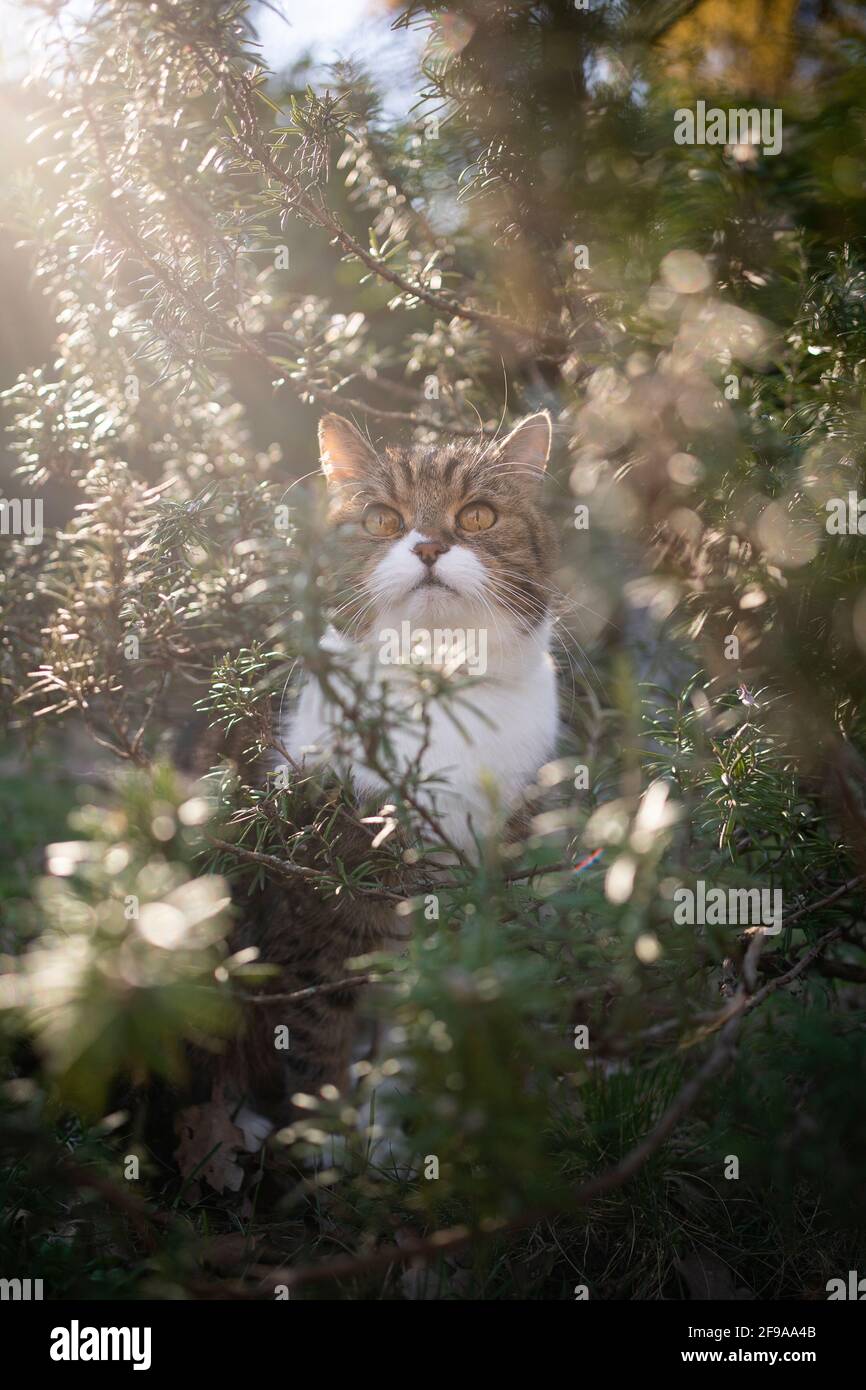 tabby gatto shorthair britannico bianco seduto in mezzo al verde rosmarino cespuglio all'aperto in una natura soleggiata guardando in su con il flare dell'obiettivo Foto Stock