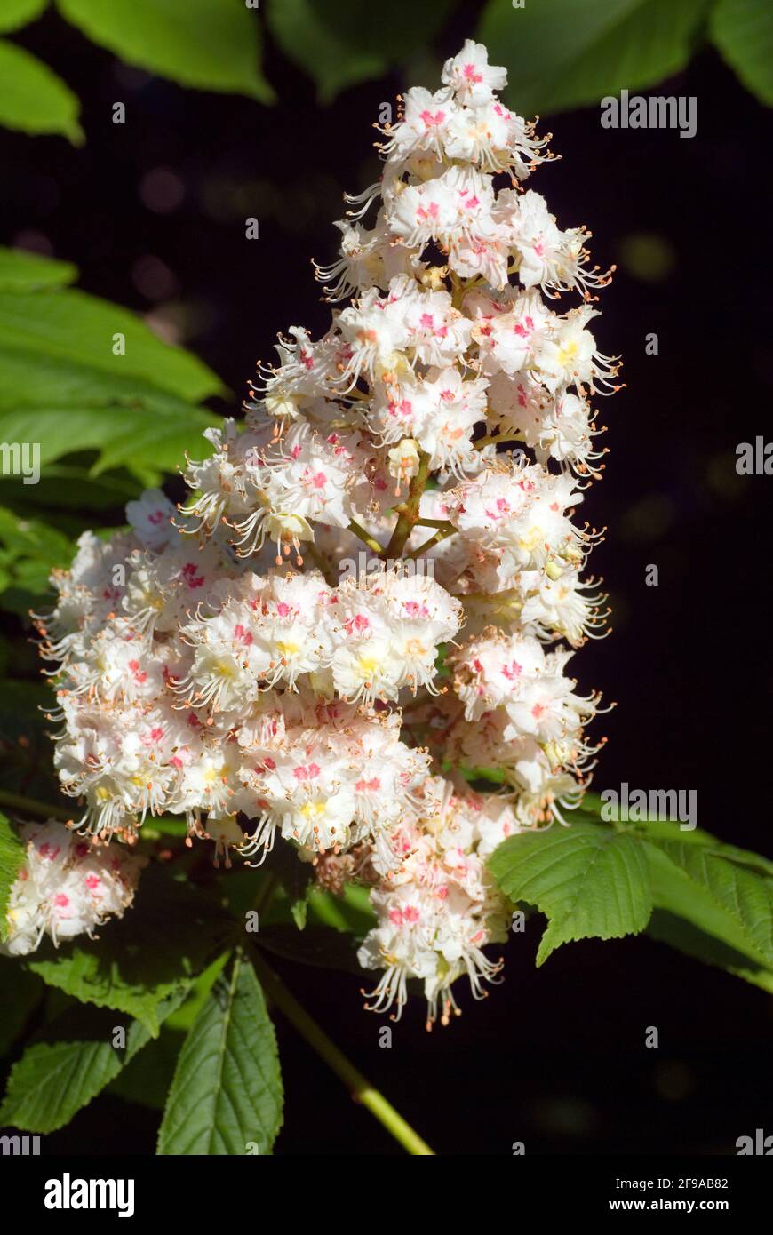 Allergia al polline: Fiori di castagno di cavallo (Aesculus hippocastanum) Foto Stock