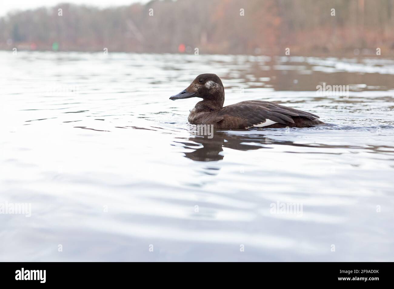 Una scoter femminile di velluto (Melanitta fusca) che nuotano lungo il bordo d'acqua di un lago fotografato con un obiettivo grandangolare. Foto Stock
