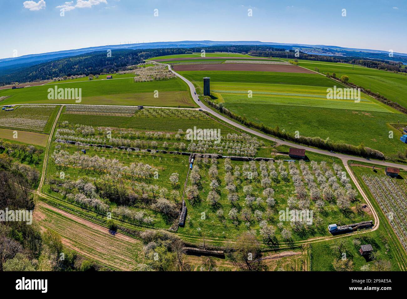 Prati di ciliegi in Franconia centrale Foto Stock
