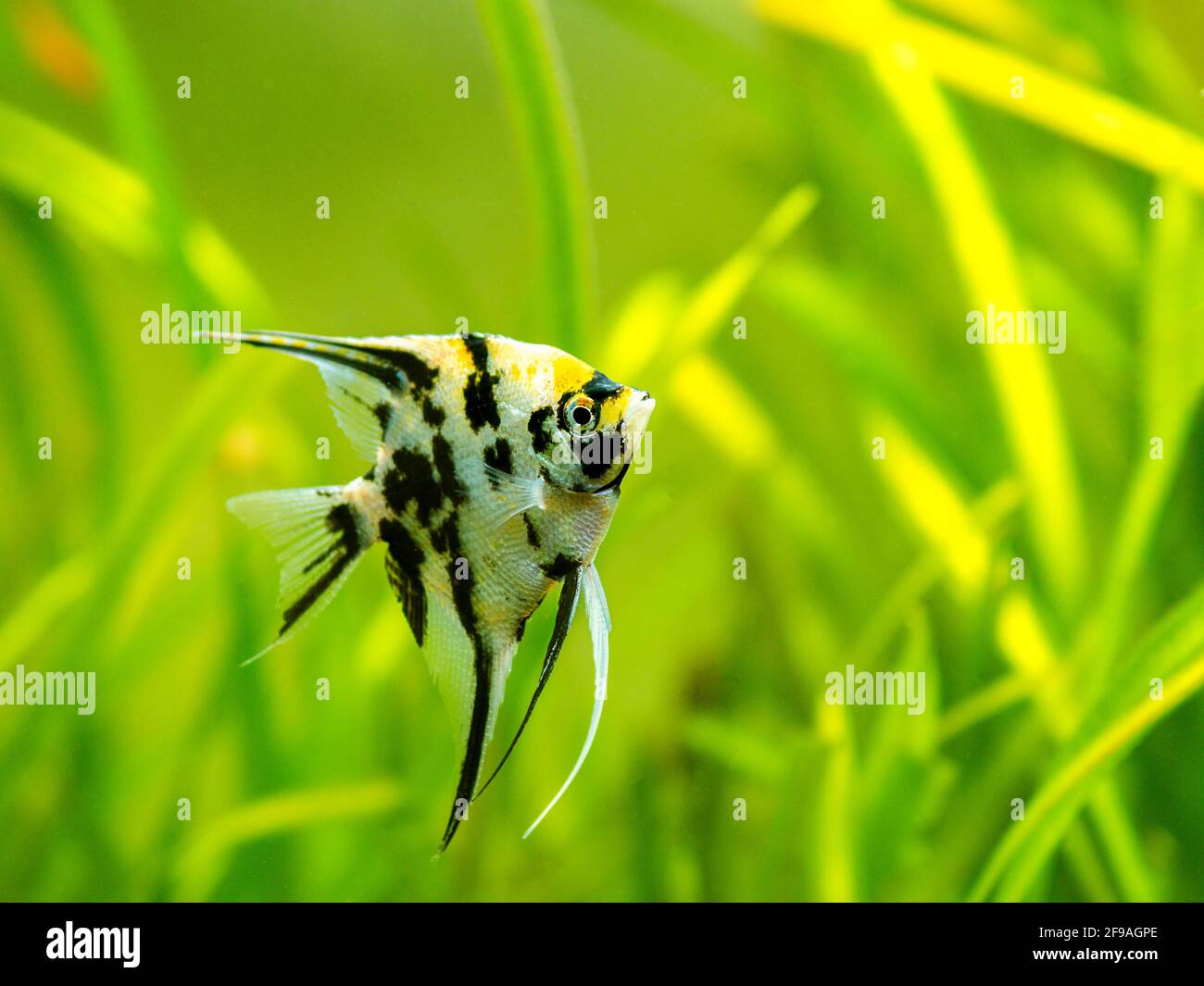 Angelfish di marmo (pterophyllum scalare) isolato in pesci di serbatoio con sfondo sfocato Foto Stock