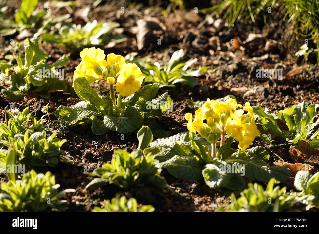 prinrose gialle coltivate Foto Stock