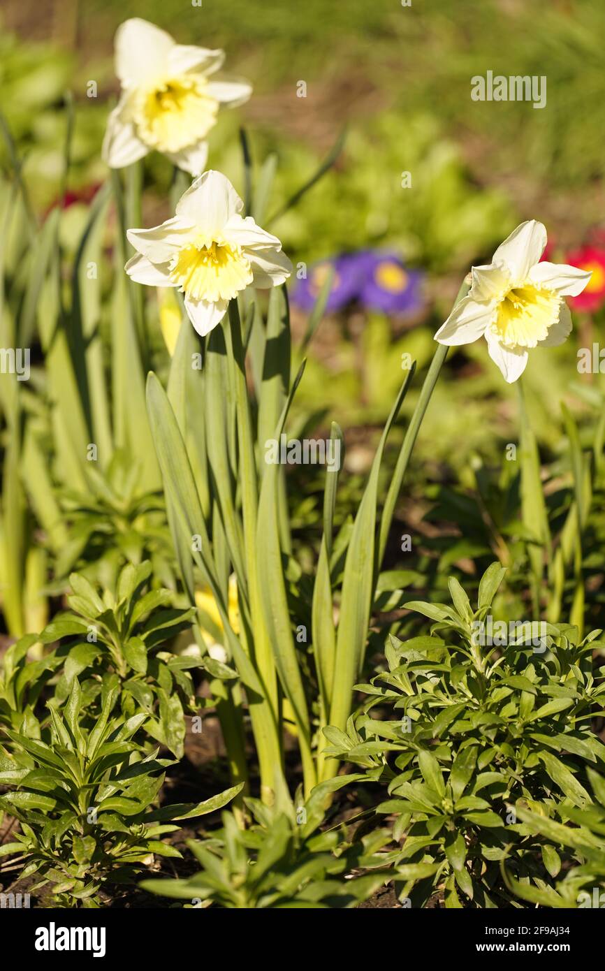 Una schiera di narcisi dorati Foto Stock