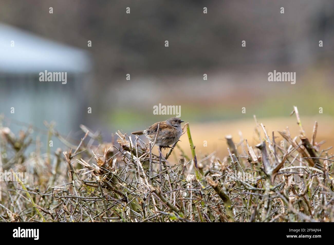 Un uccello Dunnock appollaiato su una fila di siepi Foto Stock