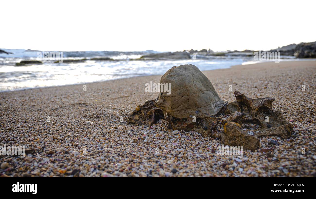 Piccola roccia corallina, spiaggia di Sawarna, Banten, Indonesia Foto Stock