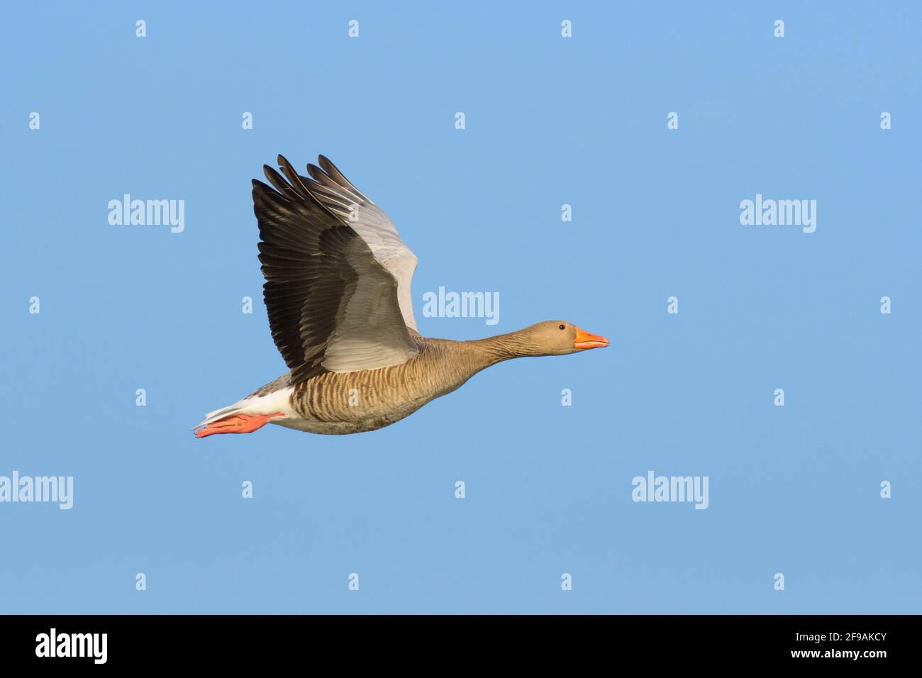 Greylag Goose (Anser anser), febbraio, Assia, Germania Foto Stock