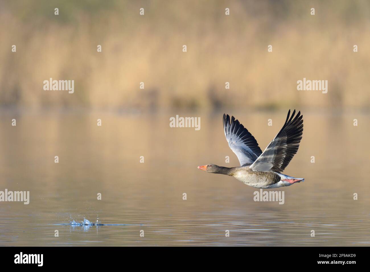 Greylag Goose (Anser anser), febbraio, Assia, Germania Foto Stock
