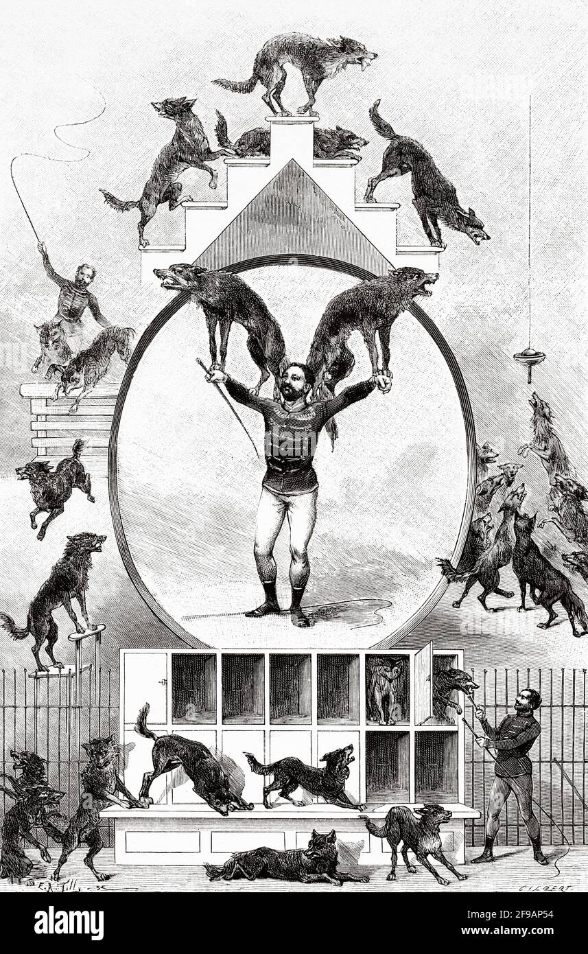 Tamer Rudesindo e i suoi lupi russi al Cirque d'Hiver de Paris. Francia, Europa. Antica illustrazione del XIX secolo incisa da la Nature 1889 Foto Stock