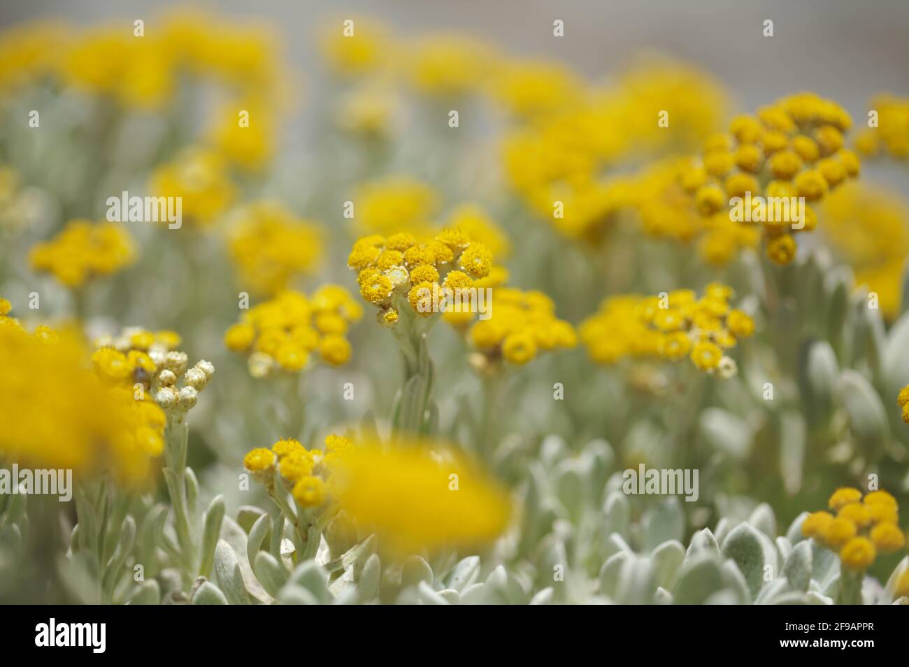 La flora di Lanzarote - Helichrysum gossypinum, lana cotone eterna, specie vulnerabili Foto Stock