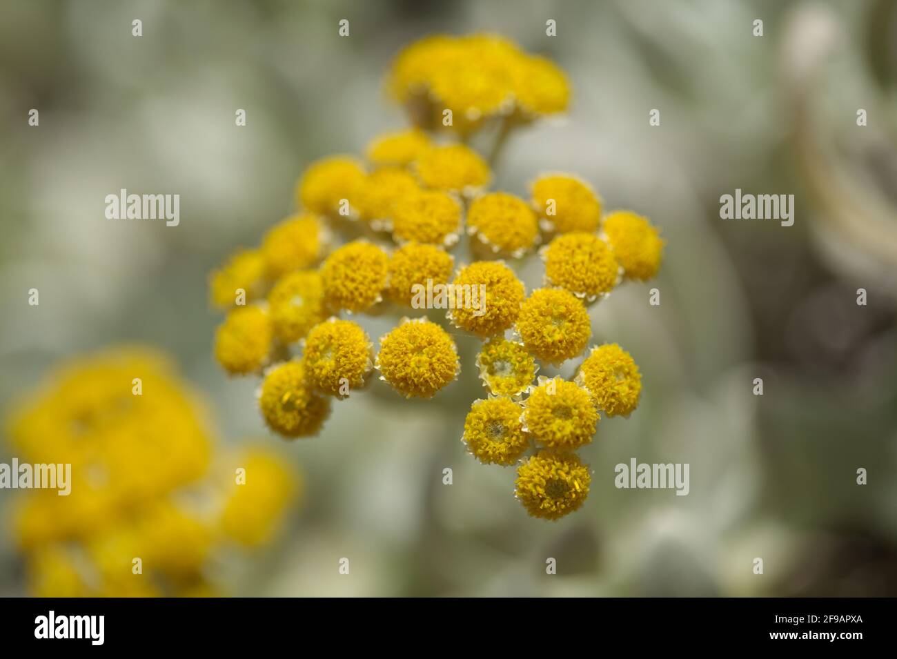 La flora di Lanzarote - Helichrysum gossypinum, lana cotone eterna, specie vulnerabili Foto Stock