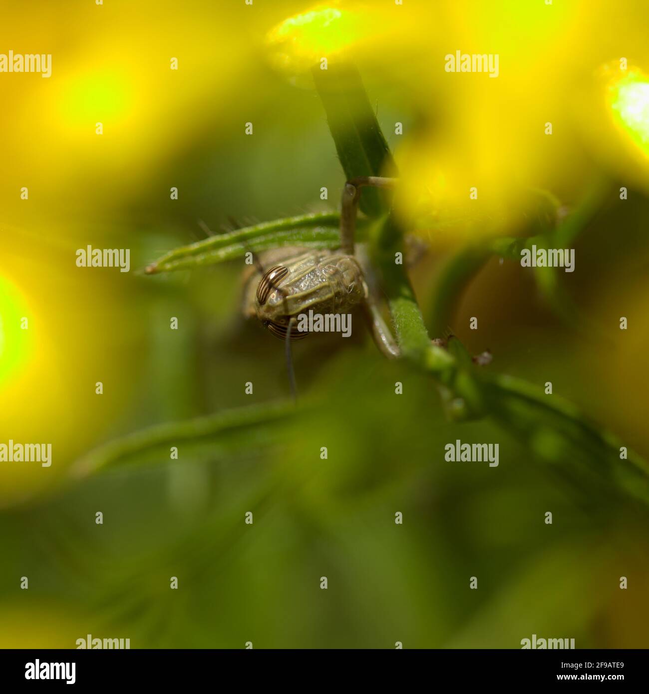 Locusto su sfondo macro naturale fiori di ginestra gialli Foto Stock