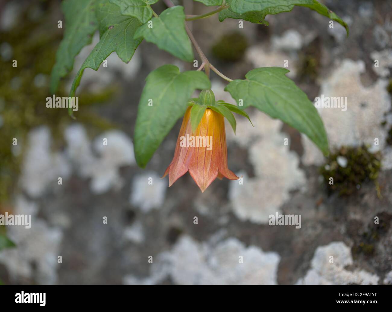 Flora di Gran Canaria - Canarina canariensis, fiori di cannone naturale macro sfondo floreale Foto Stock