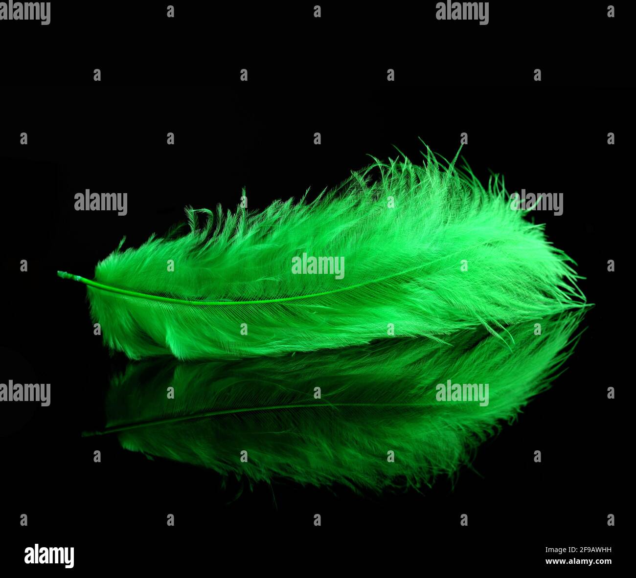 Piuma d'uccello verde su sfondo nero. Foto Stock