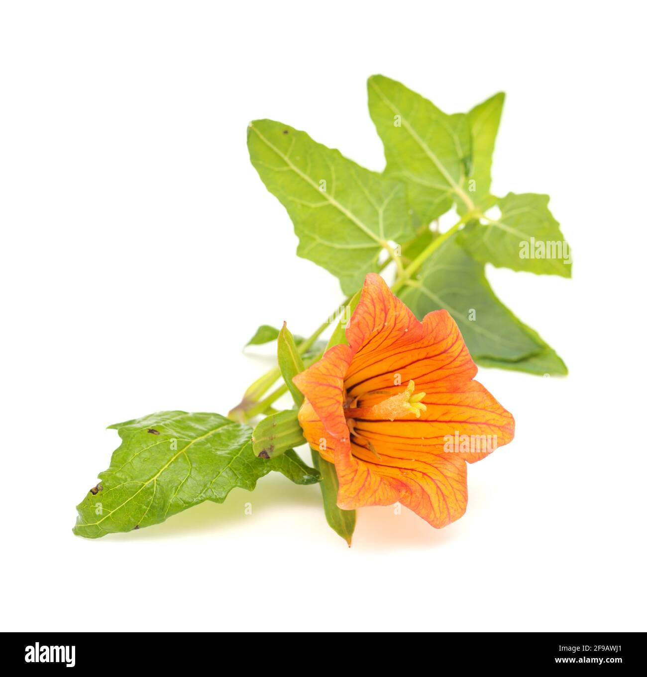 Flora di Gran Canaria - Canarina canariensis, fiore di canarino isolato su bianco, sfondo Foto Stock