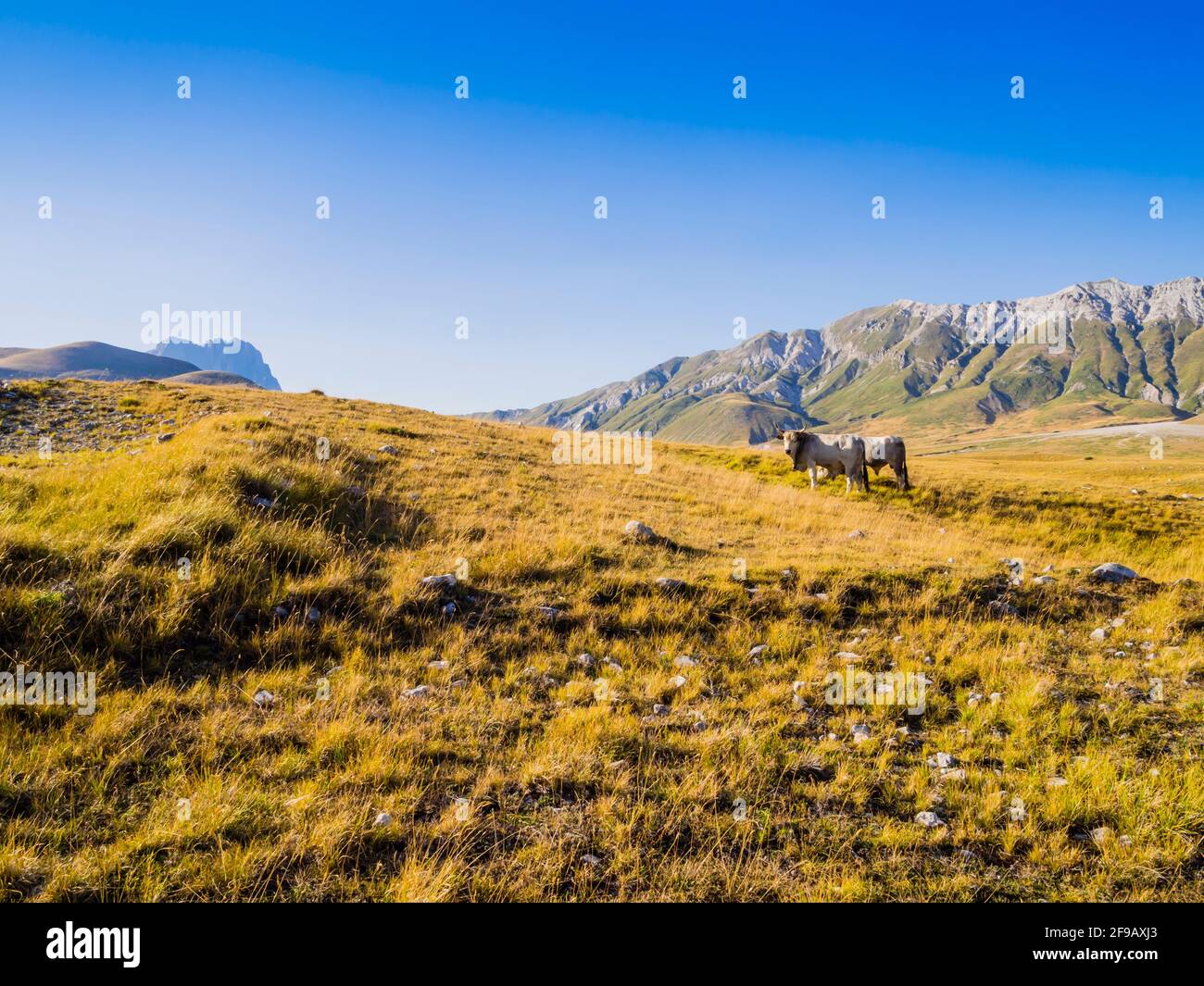 Paesaggio suggestivo con mucche pascolanti nei prati della valle di campo Imperatore, Parco Nazionale del Gran Sasso, Abruzzo, Italia Foto Stock