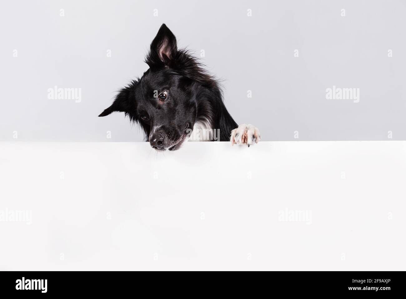 Curioso cane collie bordo guardando giù con un banner bianco o un poster di fronte a lui, isolato. Modello di scheda con ritratto di un cane . Cane dietro em Foto Stock